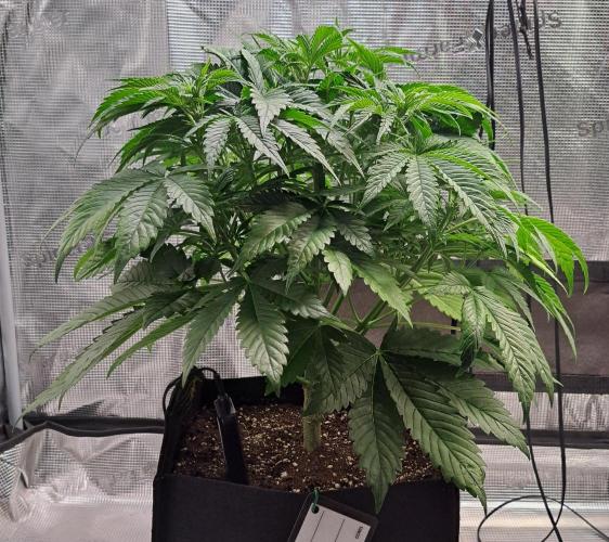 Coke for Saturn. Week 5 - Day 34