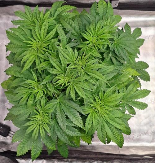 Coke for Saturn. Week 5 - Day 35