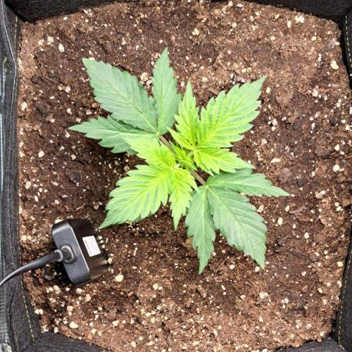 A little Ginger Punch for Venus. Week 3 - Day 15