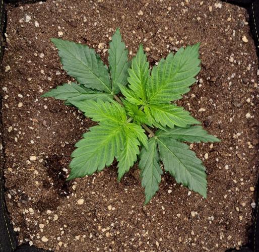 A little Ginger Punch for Venus. Week 3 - Day 16