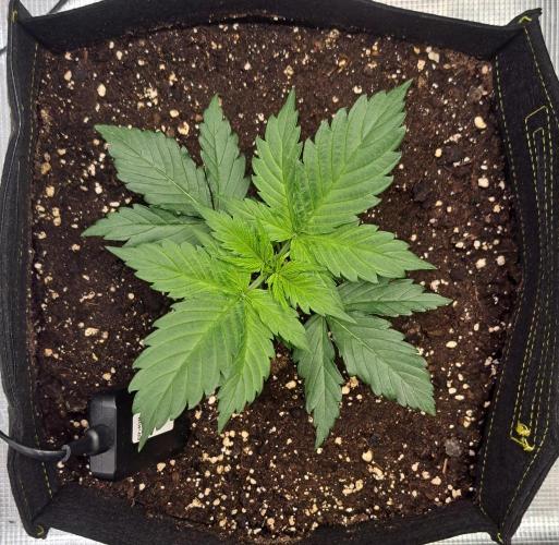 A little Ginger Punch for Venus. Week 3 - Day 17