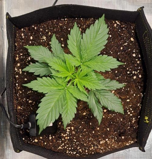 A little Ginger Punch for Venus. Week 3 - Day 18