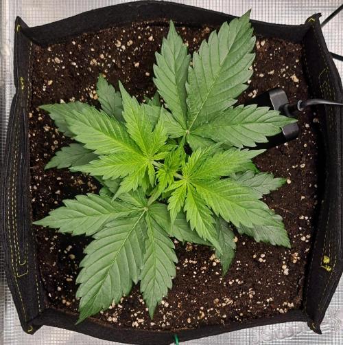 A little Ginger Punch for Venus. Week 3 - Day 19