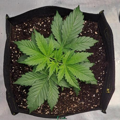 A little Ginger Punch for Venus. Week 3 - Day 20