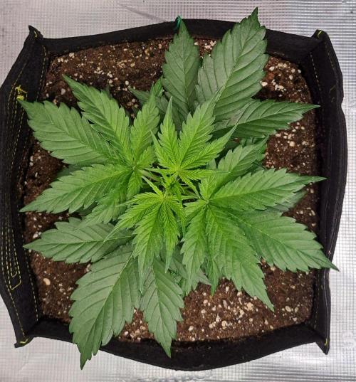 A little Ginger Punch for Venus. Week 3 - Day 21