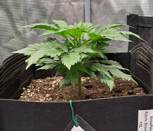 A little Ginger Punch for Venus. Week 3 - Day 21