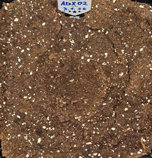 Mars dreams of Amnesia. Week 1 - Day 1