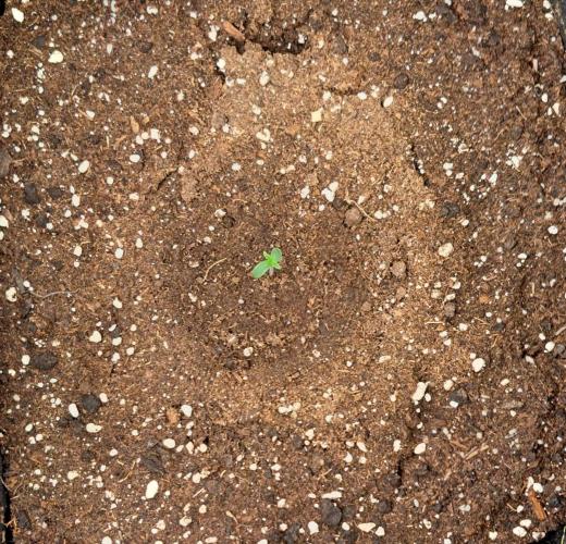 Mars dreams of Amnesia. Week 1 - Day 2