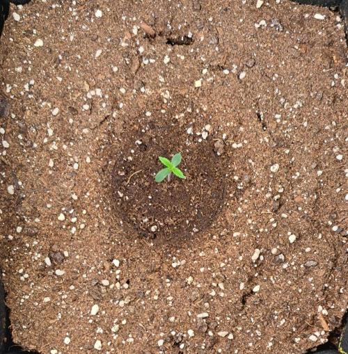 Mars dreams of Amnesia. Week 1 - Day 3