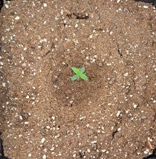 Mars dreams of Amnesia. Week 1 - Day 4