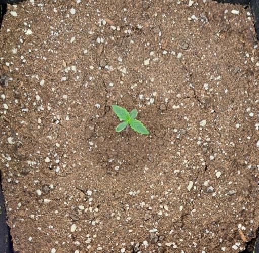 Mars dreams of Amnesia. Week 1 - Day 5