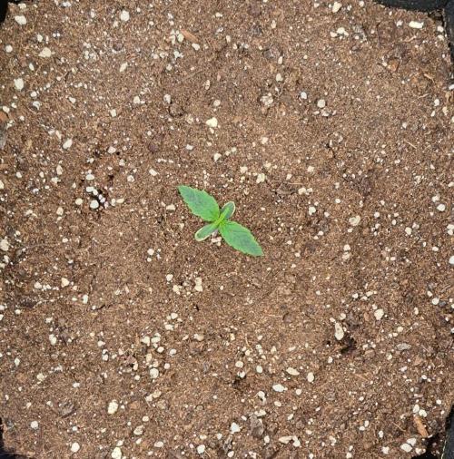 Mars dreams of Amnesia. Week 1 - Day 6