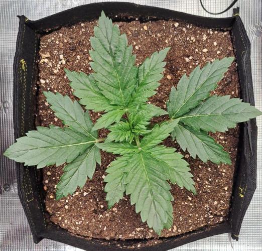 Delighted Diablo is back at Venus. Week 3 - Day 15