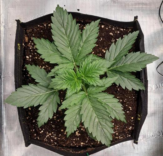 Delighted Diablo is back at Venus. Week 3 - Day 16