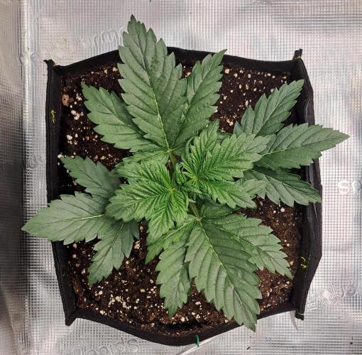 Delighted Diablo is back at Venus. Week 3 - Day 17