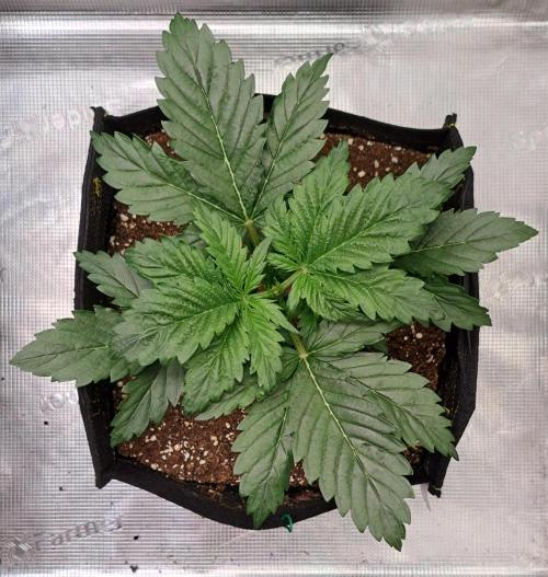 Delighted Diablo is back at Venus. Week 3 - Day 18