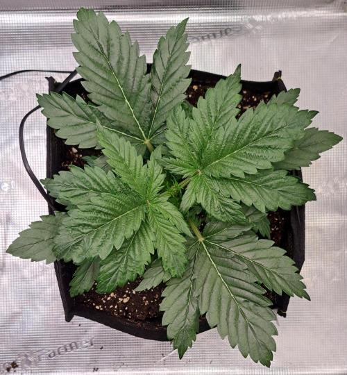 Delighted Diablo is back at Venus. Week 3 - Day 19