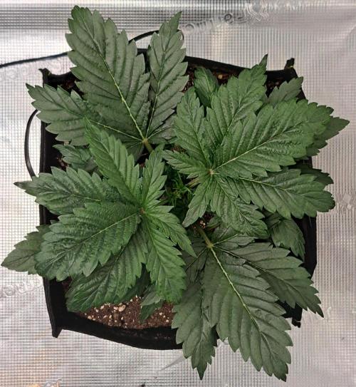 Delighted Diablo is back at Venus. Week 3 - Day 20