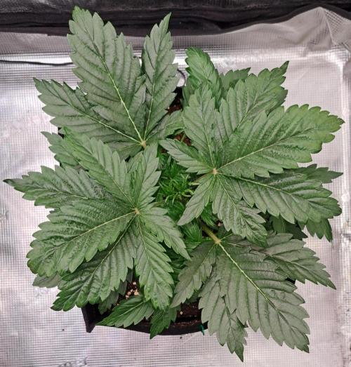 Delighted Diablo is back at Venus. Week 3 - Day 21