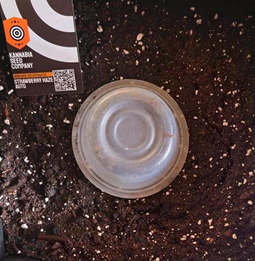 Strawberries on their way to Saturn. Week 0 - Day -2