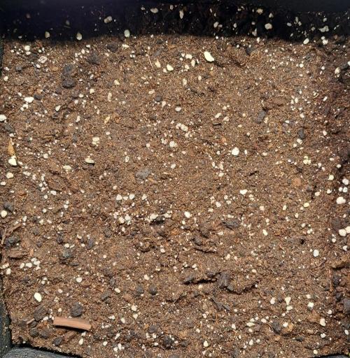 Strawberries on their way to Saturn. Week 0 - Day 0