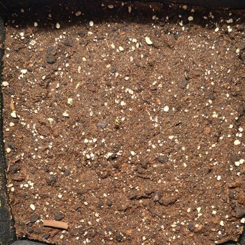 Strawberries on their way to Saturn. Week 1 - Day 1