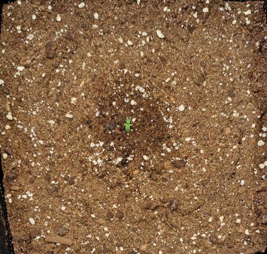 Strawberries on their way to Saturn. Week 1 - Day 2