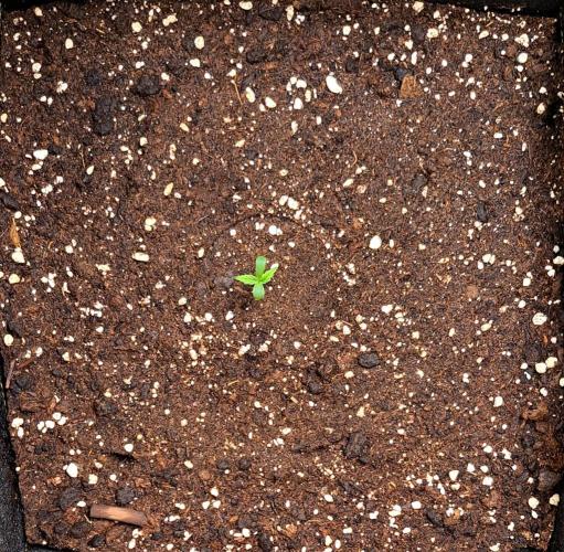 Strawberries on their way to Saturn. Week 1 - Day 3