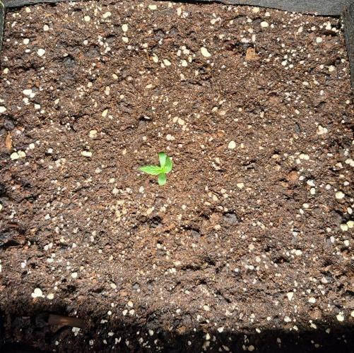 Strawberries on their way to Saturn. Week 1 - Day 4