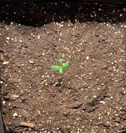 Strawberries on their way to Saturn. Week 1 - Day 5