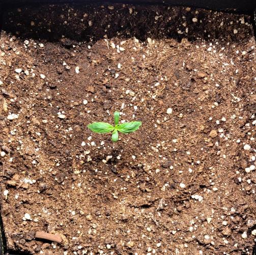 Strawberries on their way to Saturn. Week 1 - Day 6