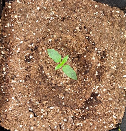 Mars dreams of Amnesia. Week 2 - Day 8