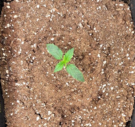 Mars dreams of Amnesia. Week 2 - Day 9