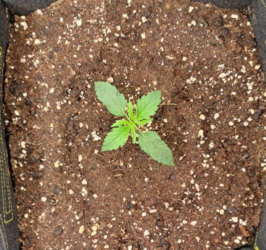 Mars dreams of Amnesia. Week 2 - Day 10