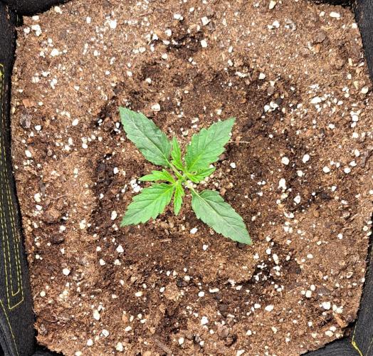 Mars dreams of Amnesia. Week 2 - Day 11