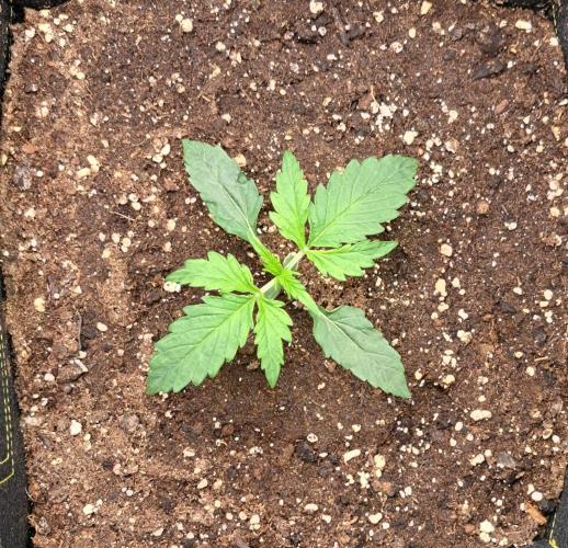 Mars dreams of Amnesia. Week 2 - Day 12