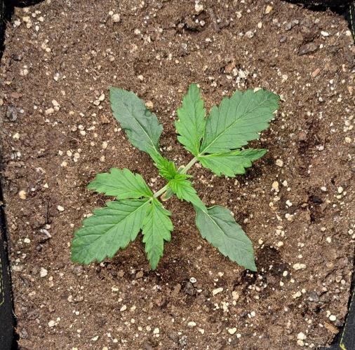 Mars dreams of Amnesia. Week 2 - Day 13