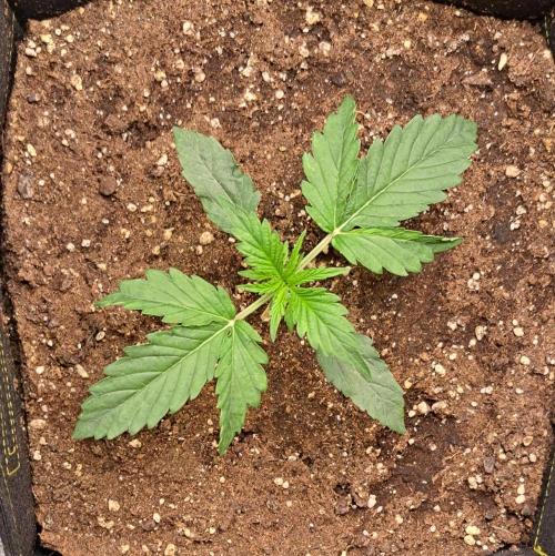 Mars dreams of Amnesia. Week 2 - Day 14