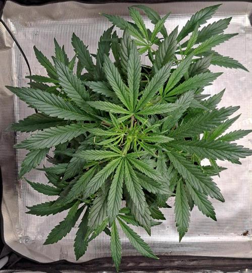 amIZIng Diesel. Week 5 - Day 30