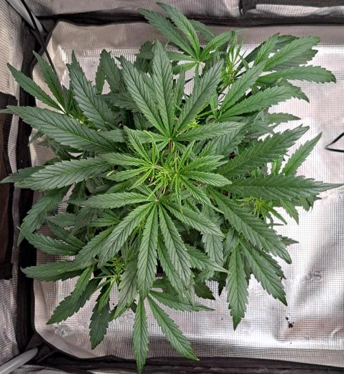 amIZIng Diesel. Week 5 - Day 31