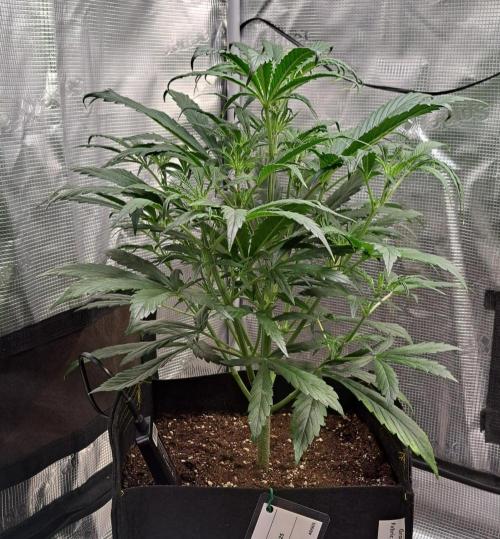 amIZIng Diesel. Week 5 - Day 31