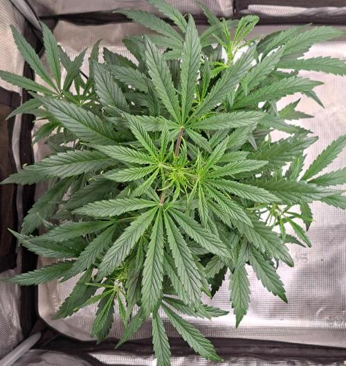 amIZIng Diesel. Week 5 - Day 32