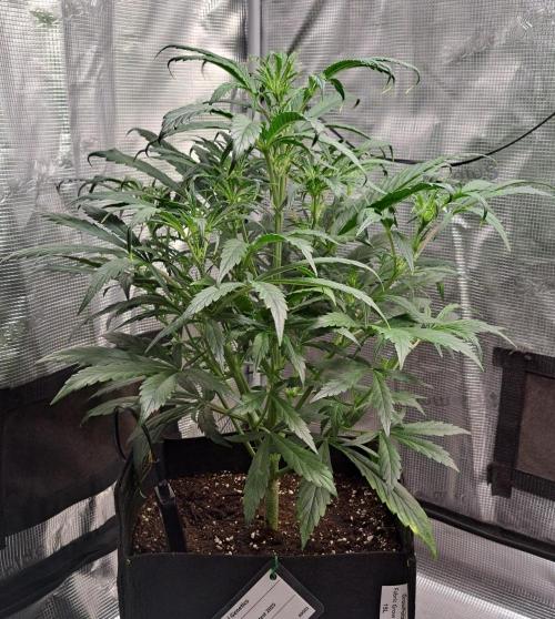 amIZIng Diesel. Week 5 - Day 33