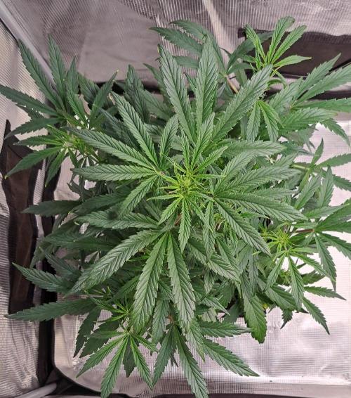 amIZIng Diesel. Week 5 - Day 34