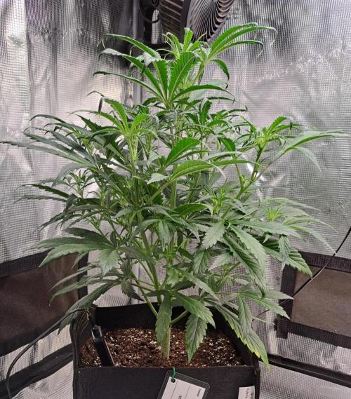 amIZIng Diesel. Week 5 - Day 34