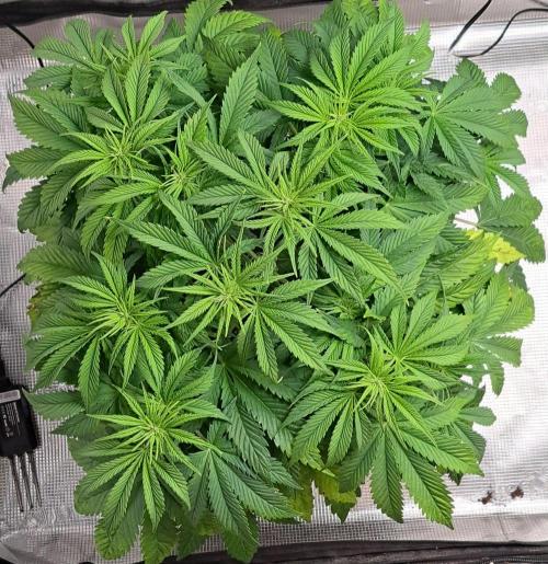 Coke for Saturn. Week 6 - Day 36