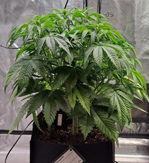 Coke for Saturn. Week 6 - Day 36