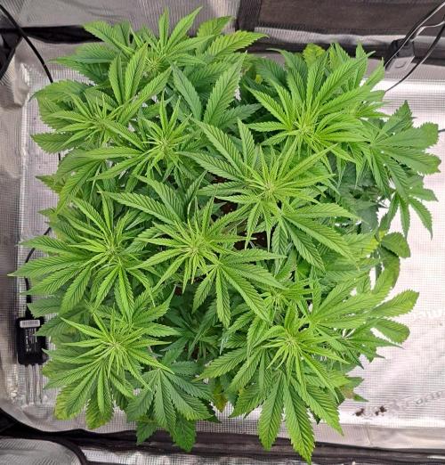 Coke for Saturn. Week 6 - Day 37