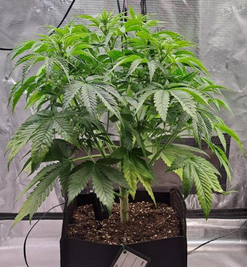 Coke for Saturn. Week 6 - Day 37