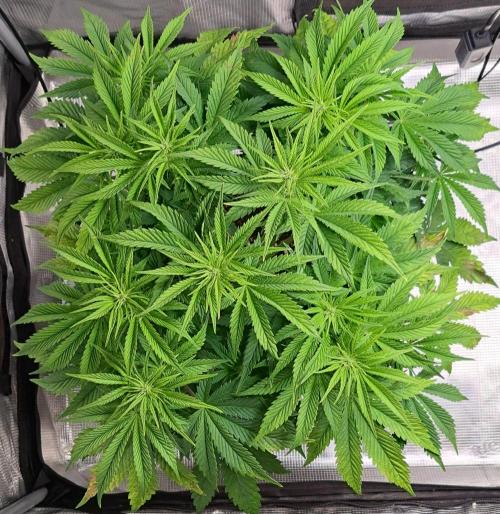 Coke for Saturn. Week 6 - Day 38